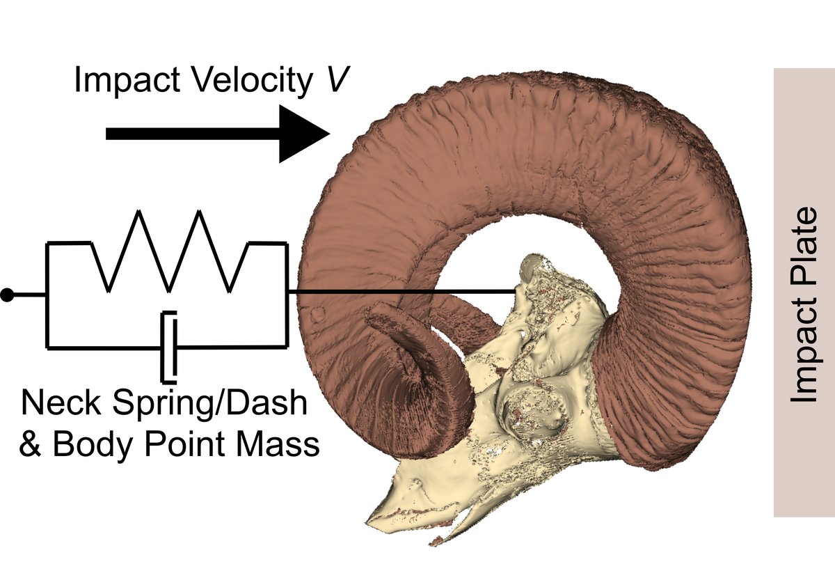 Model of a bighorn sheep skull and horn striking an impact plate, with a neck spring and damper
