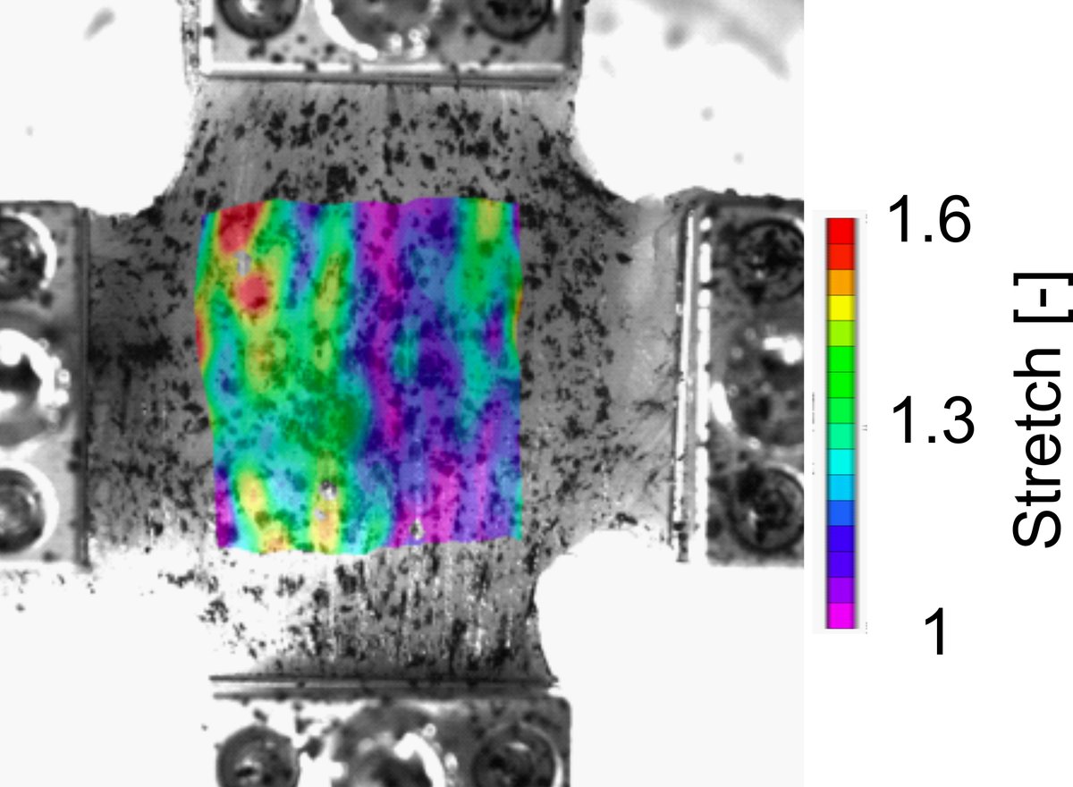Muscle specimen under biaxial stretch, overlaid with a color map of local stretch from 1.0 to 1.6